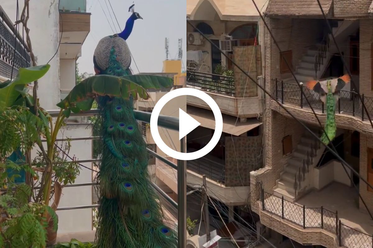 Viral Video Beautiful Peacock Flies Across Balcony In Delhi