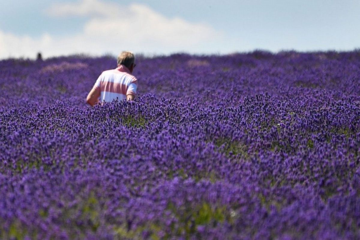 Purple Paradise Mayfield Lavender Farm Is Nothing Less Than Surreal