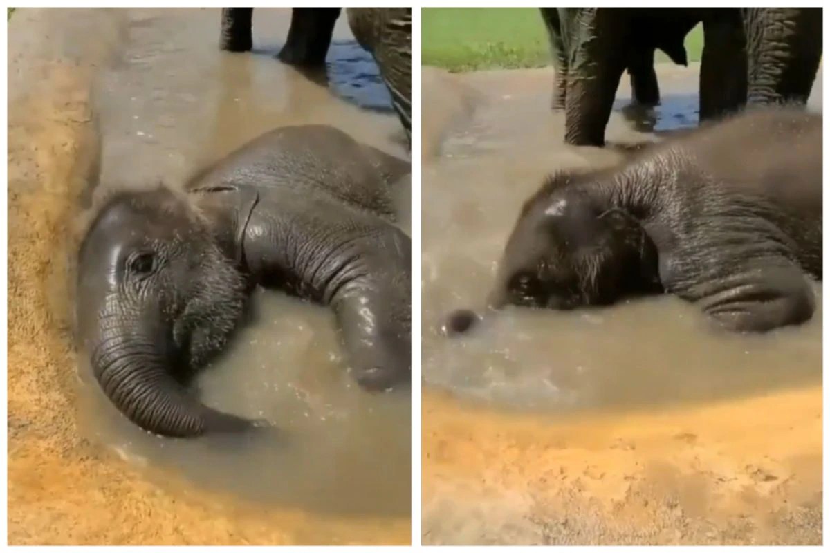 Viral Video Baby Elephant Enjoys Taking Bath, Has Fun Rolling