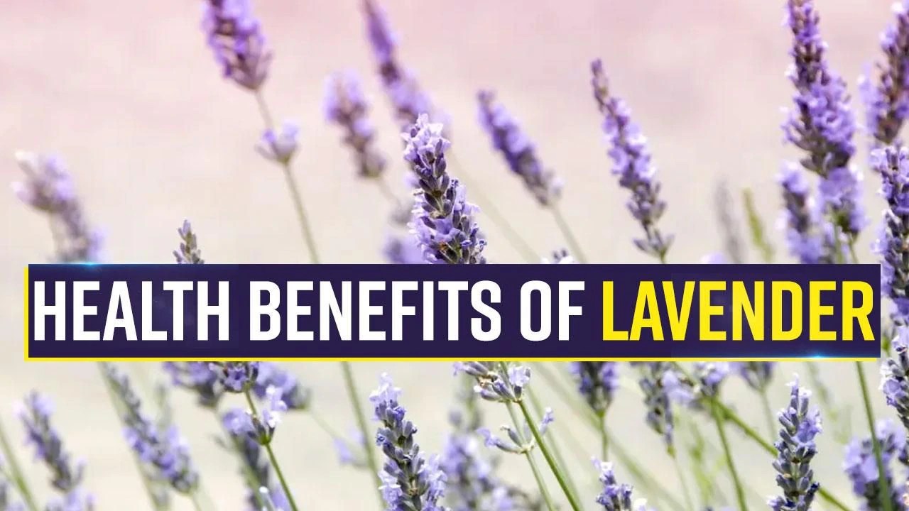 Lavender Health Benefits Best Known For Its Fragrance, Lavender Also