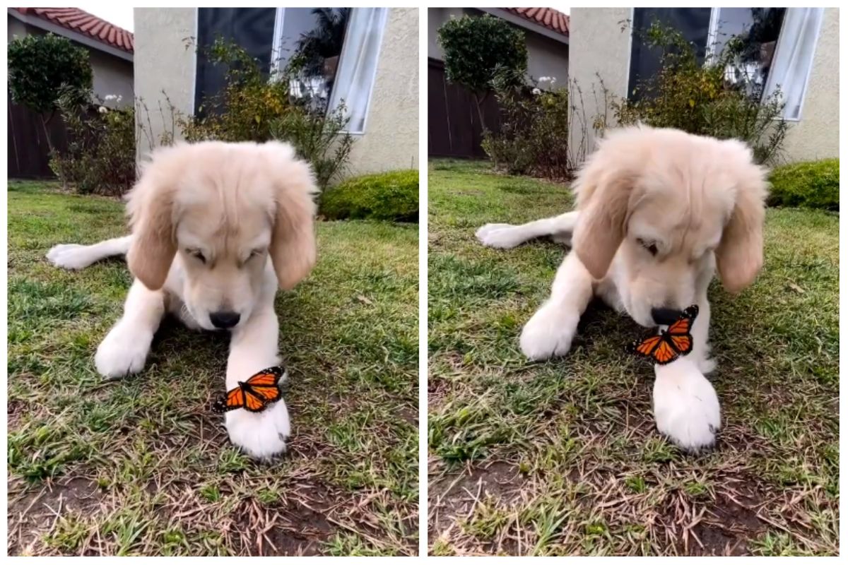 This Viral Video of a Puppy Gently Playing With a Butterfly Is The