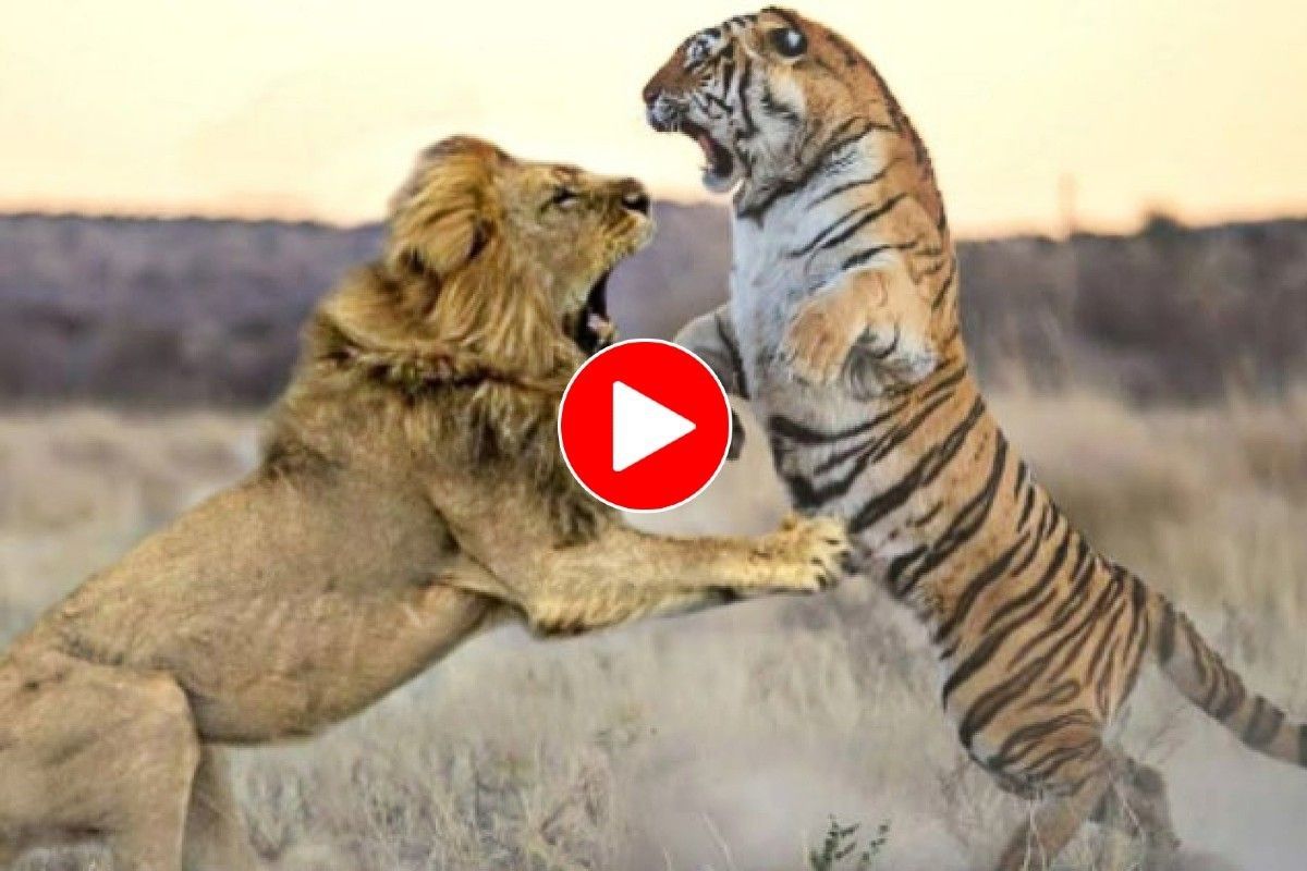 Lion Vs Tiger