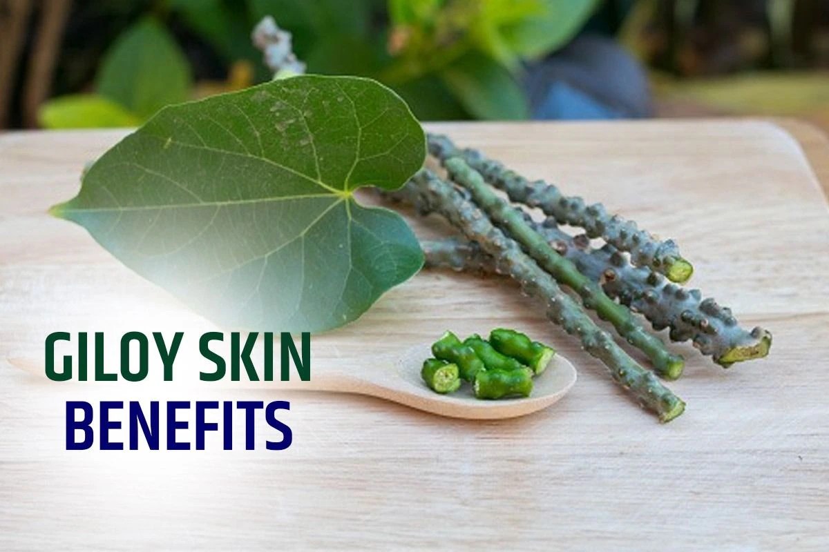 Giloy Skin Benefits 6 Reasons Why You Need to Use This Medicinal Plant