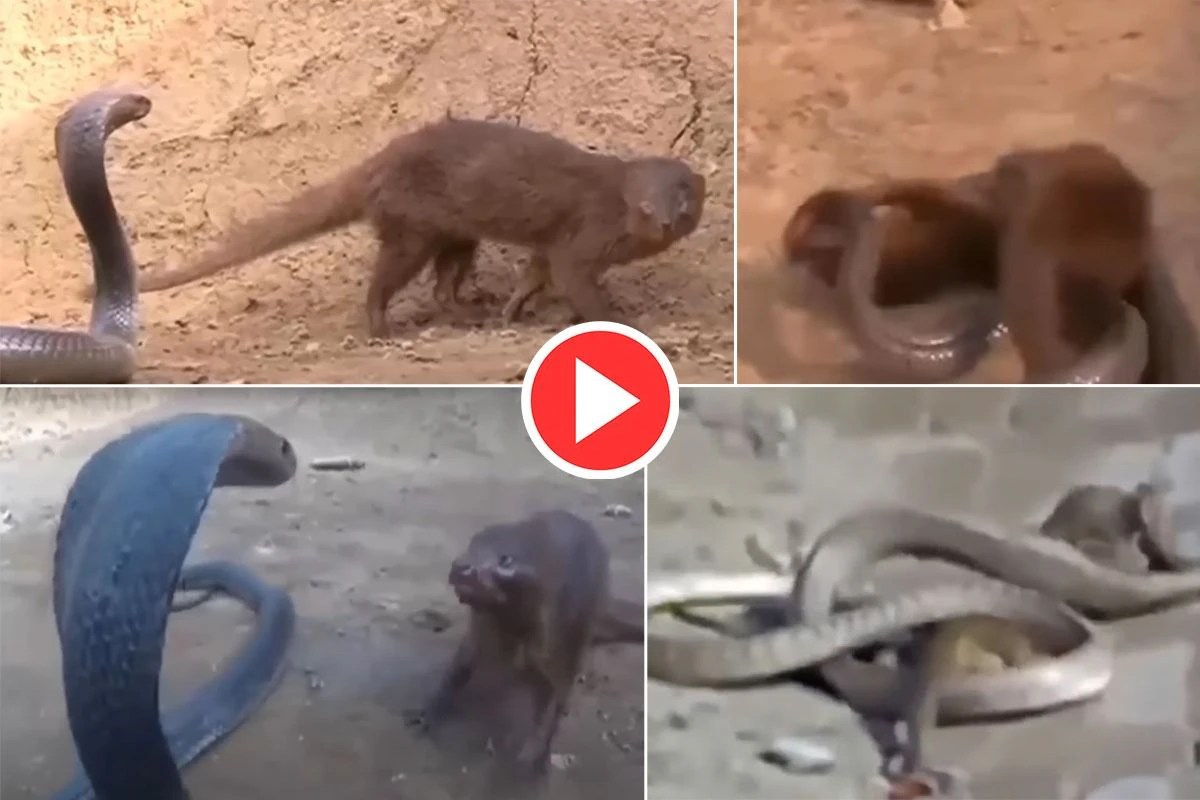 Viral Video King Cobra And Mongoose Fight To Death, Watch Who Wins