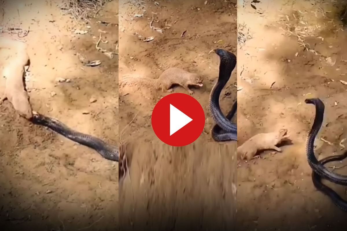 Viral Video Mongoose Teaches King Cobra A Lesson, Eats The Venomous