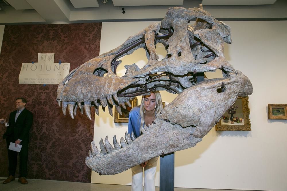 T Rex Skull Worth Over 15 Million Unearthed In South Dakota To Be