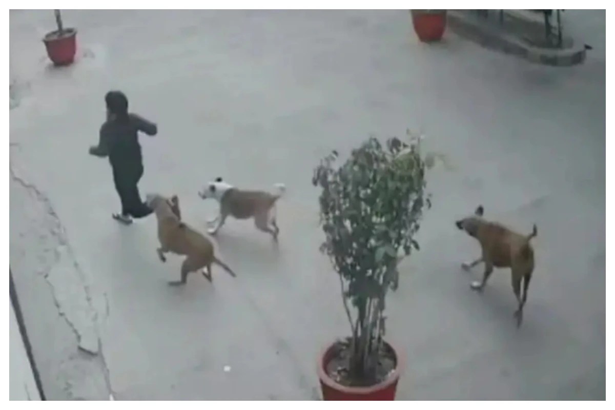 Stray Dogs Attack 11 year old In Ramprastha Society Ghaziabad VIDEO Inside
