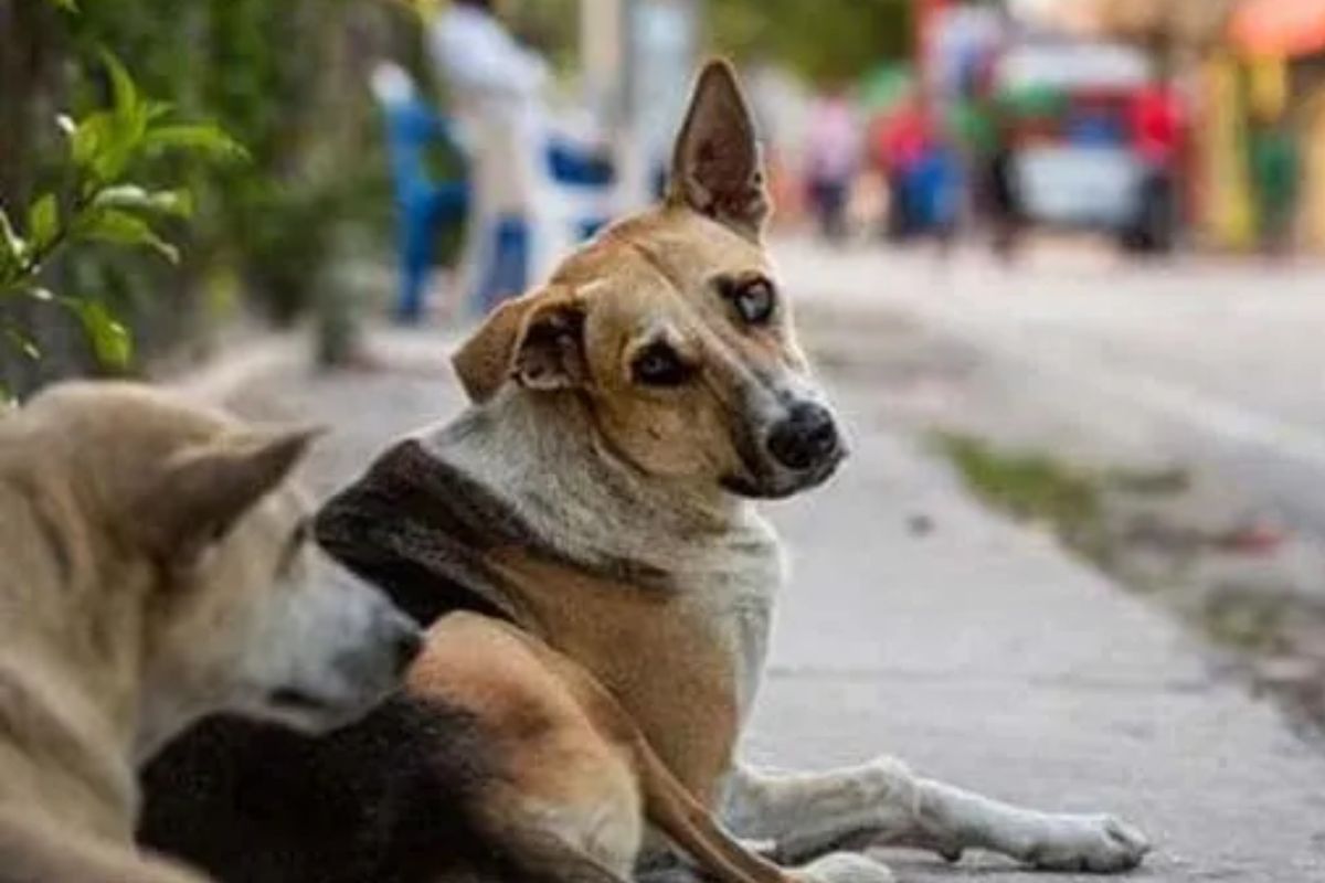 Viral Fight Breaks Out Among Women In Ghaziabad Apartment Complex Over