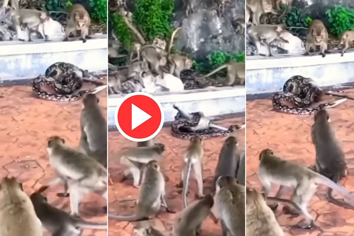 Viral Video Python Tries To Kill Monkey And Eat It, Other Monkeys