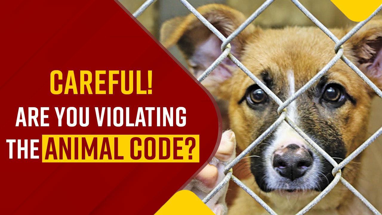 Laws for Animals in India Right to Food, Breaking Their Nest... Know