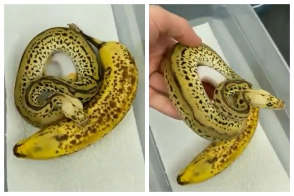 Viral Video You Are A Genius If You Can Identify The Snake From The