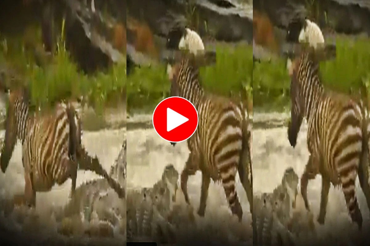 Magarmach Aur Zebra Ka Video नदी पार कर रहे जेब्रा को मगरमच्छ ने घेर