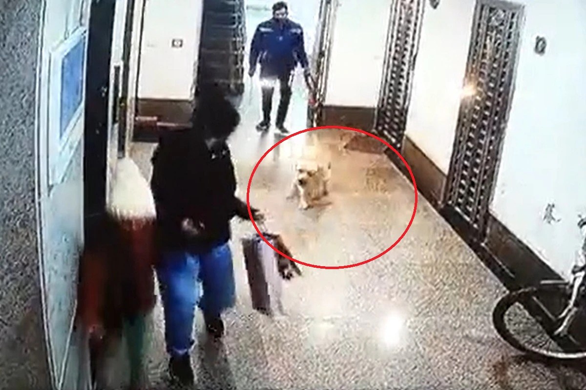On Camera Dog Attacks Child In Lift Lobby In Gurugram's Uniworld Garden