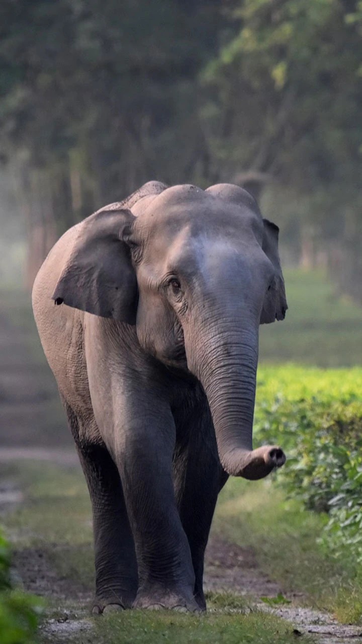 Top 10 Friendly Animals in The World