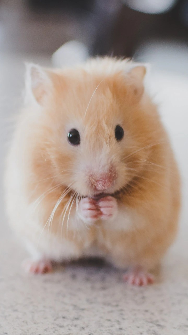 10 Animals That Eat Their Own Babies