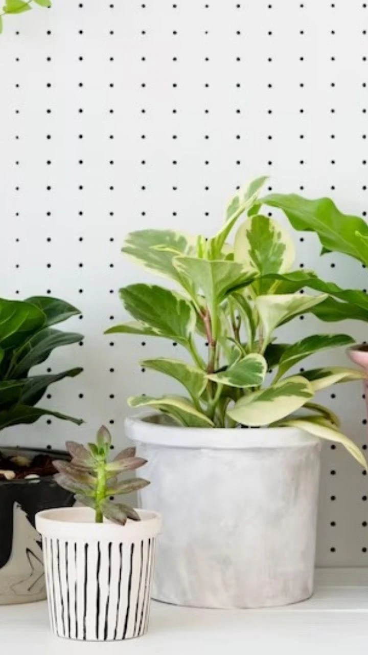 Top 10 Plants That Give Stress Relief At Home And Office