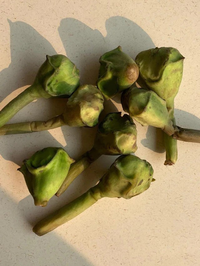 Benefits of Water Chestnuts 5 Health Benefits Of Using Water Chestnut