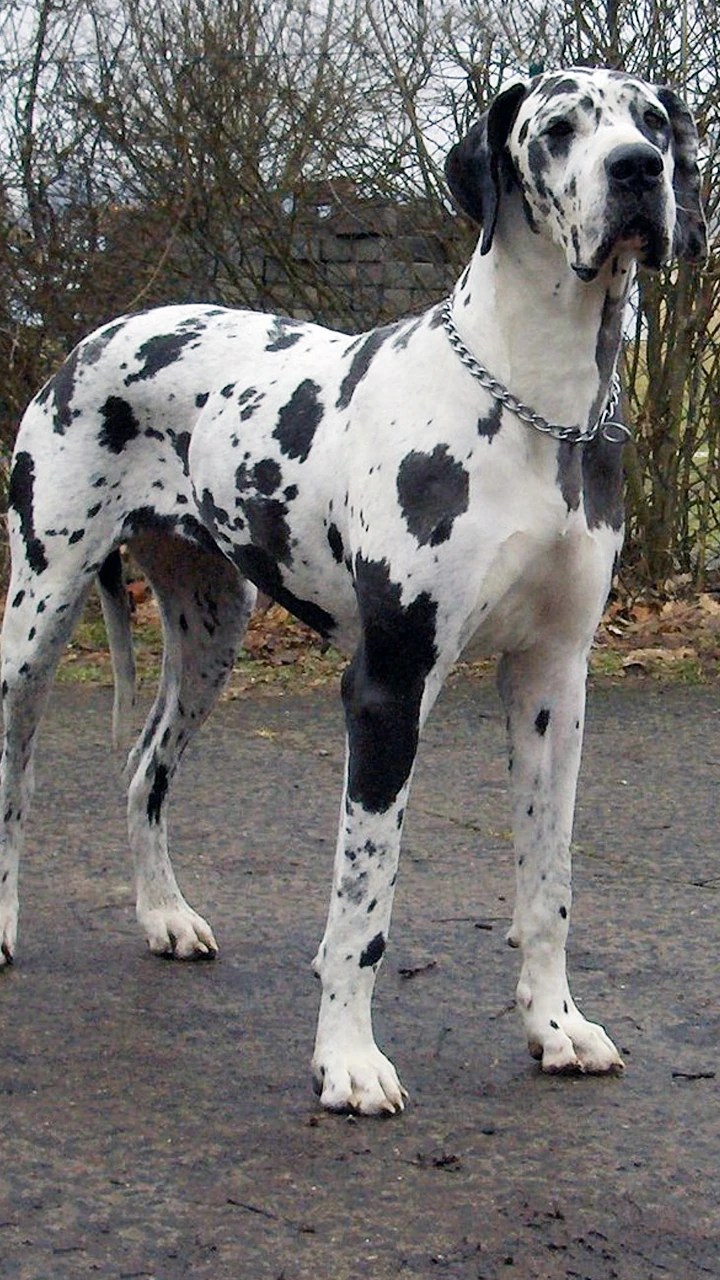 Top 10 Largest Dog Breeds In The World
