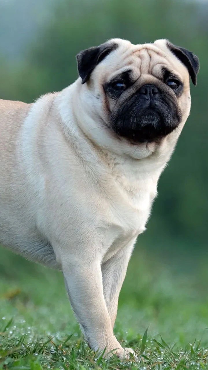 Top 10 LowMaintenance Dog Breeds