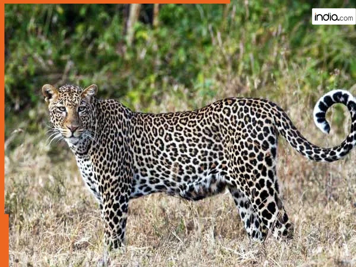 Wild Animal News टिहरी में तेंदुए ने मचाई दहशत, बढ़ाई गई स्कूलों की