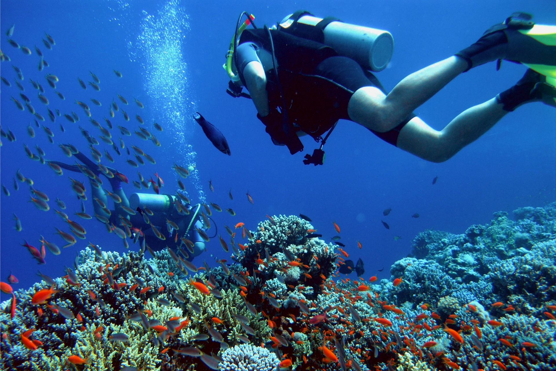 Want to Learn Scuba Diving in Dubai? Here's Where to Go insydo