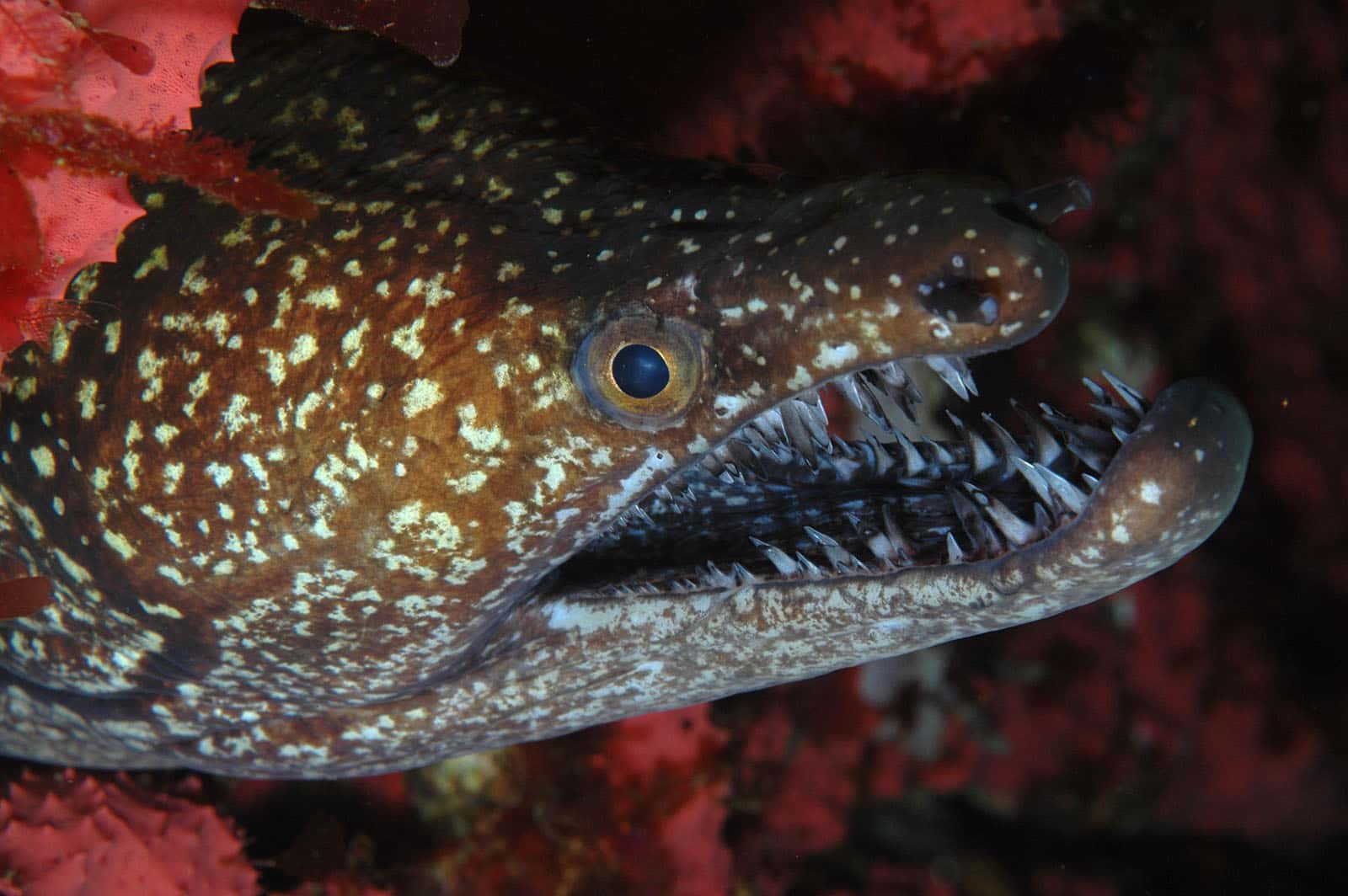 12 of the Deadliest Killer Fish in the World