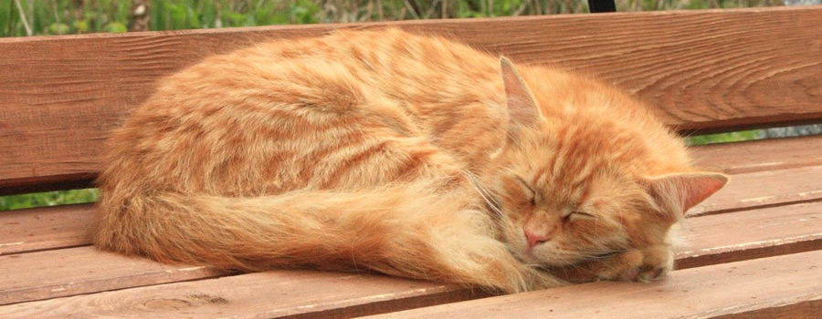 Katzen im hohen Alter Tipps für eine artgerechte Pflege Katzen.de