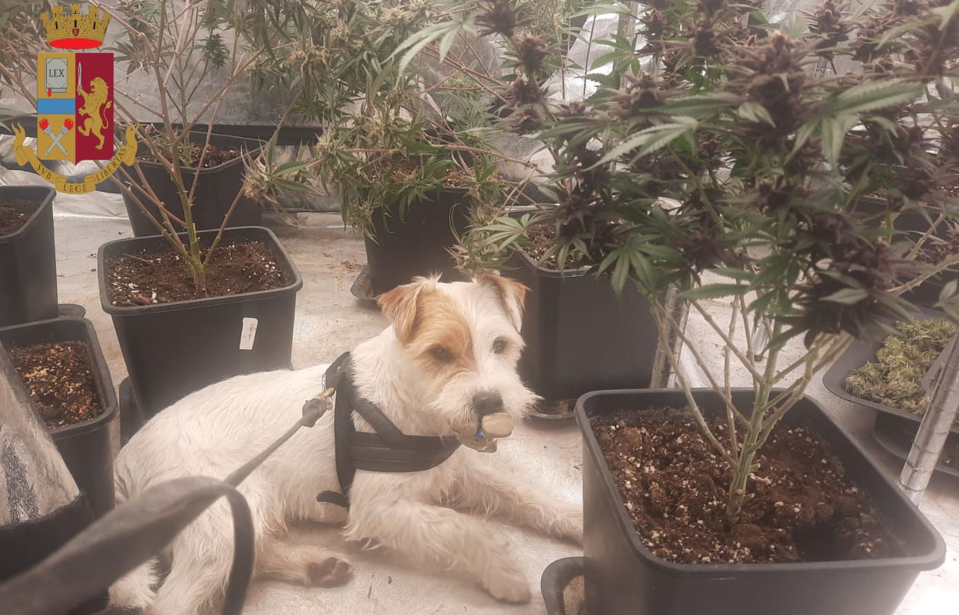 Il cane antidroga Leone trova una piantagione di marijuana nel centro