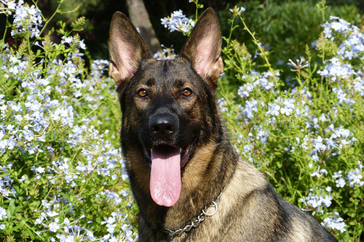 Retired Karnataka Police Dogs Up For Adoption