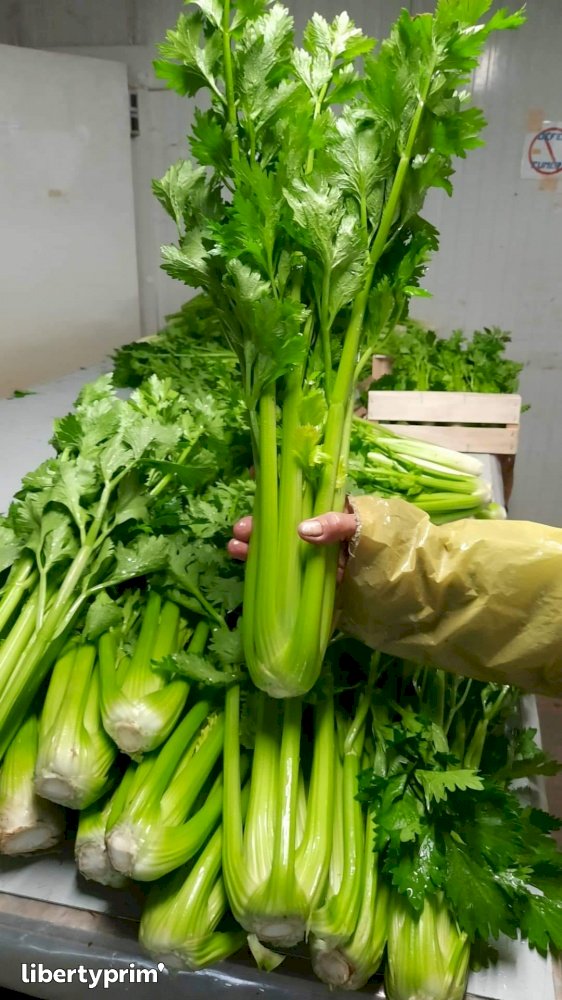 Celery Stick In Hindi