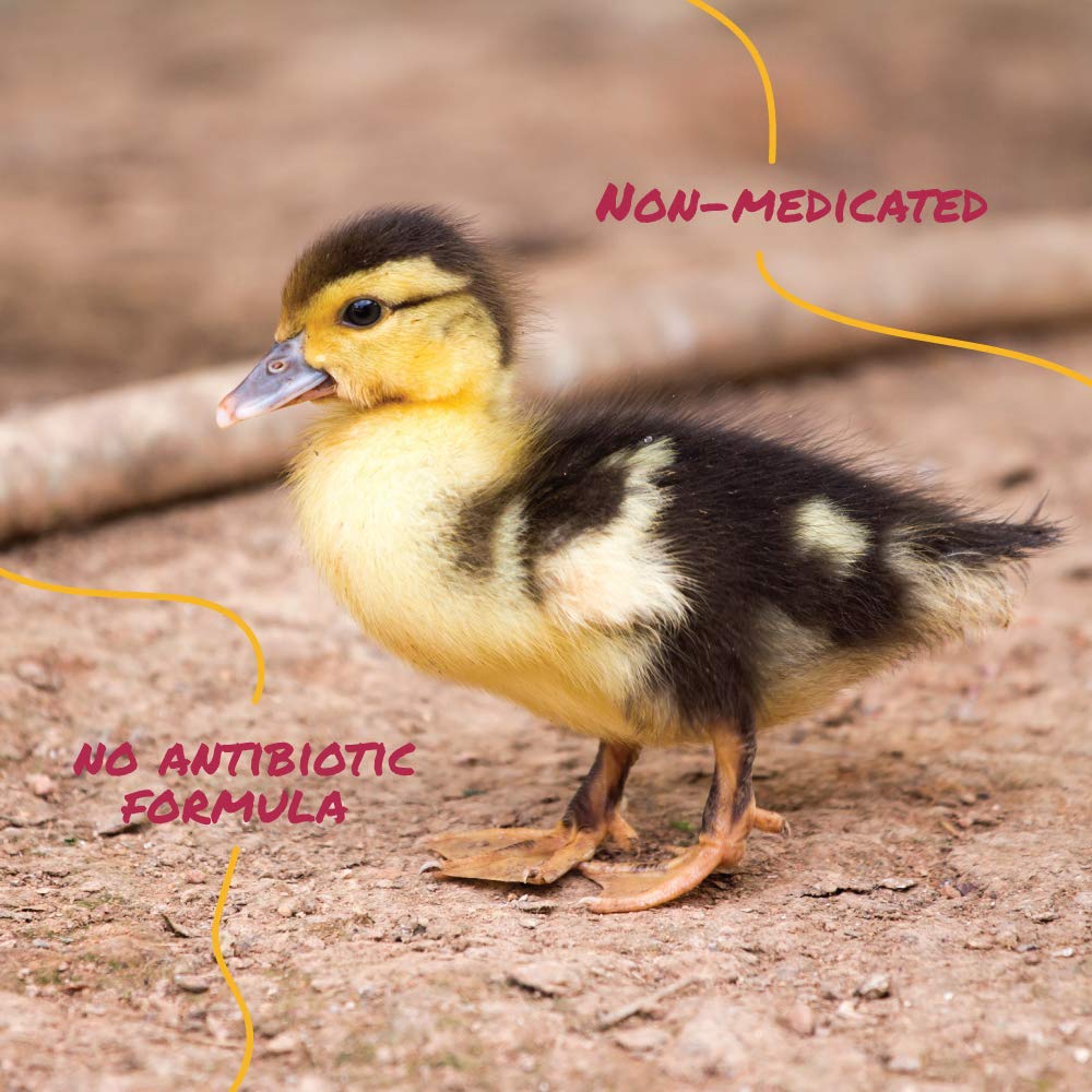 Manna Pro Duck Starter Grower Crumble NonMedicated Feed for Young Ducks Supports Healthy