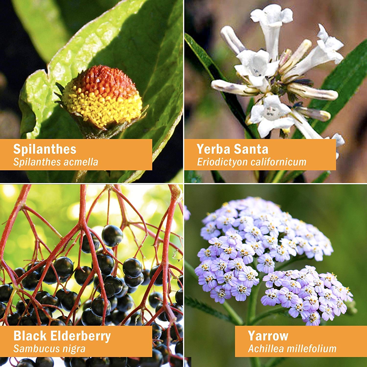 Herb Pharm Rapid Immune Boost Liquid Herbal Formula for Active Immune