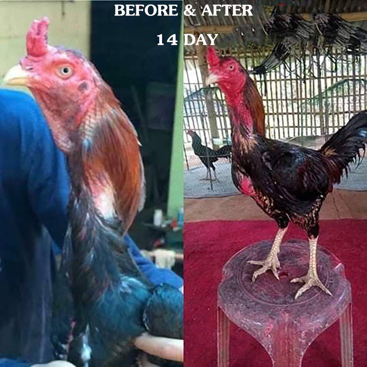 Health Supplement Capsules Rooster Booster Chicken Feed D Enzyme Absorb