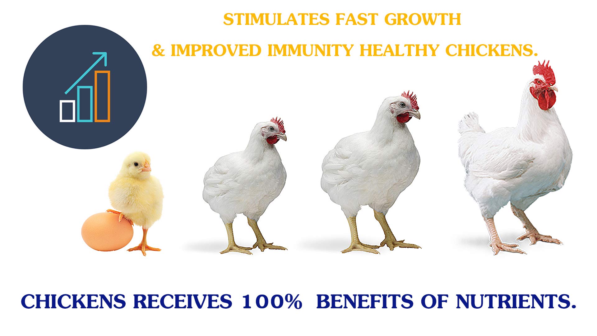 Health Supplement Capsules Rooster Booster Chicken Feed D Enzyme Absorb