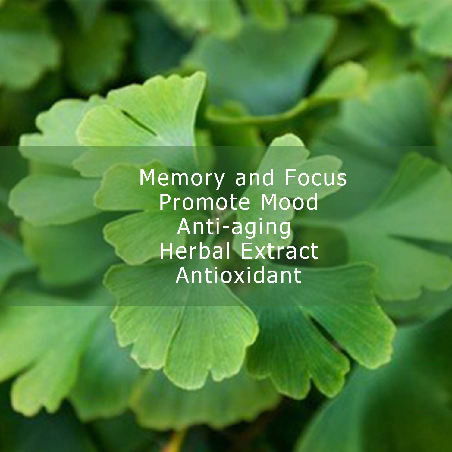 Organic Ginkgo Biloba Extract Powder 114g, Antioxidant, 24 Ginkgo