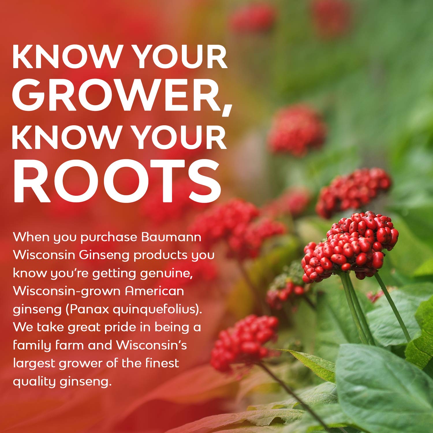 Baumann Premium American Ginseng Tea Bags, Authentic Panax Pure Ginseng