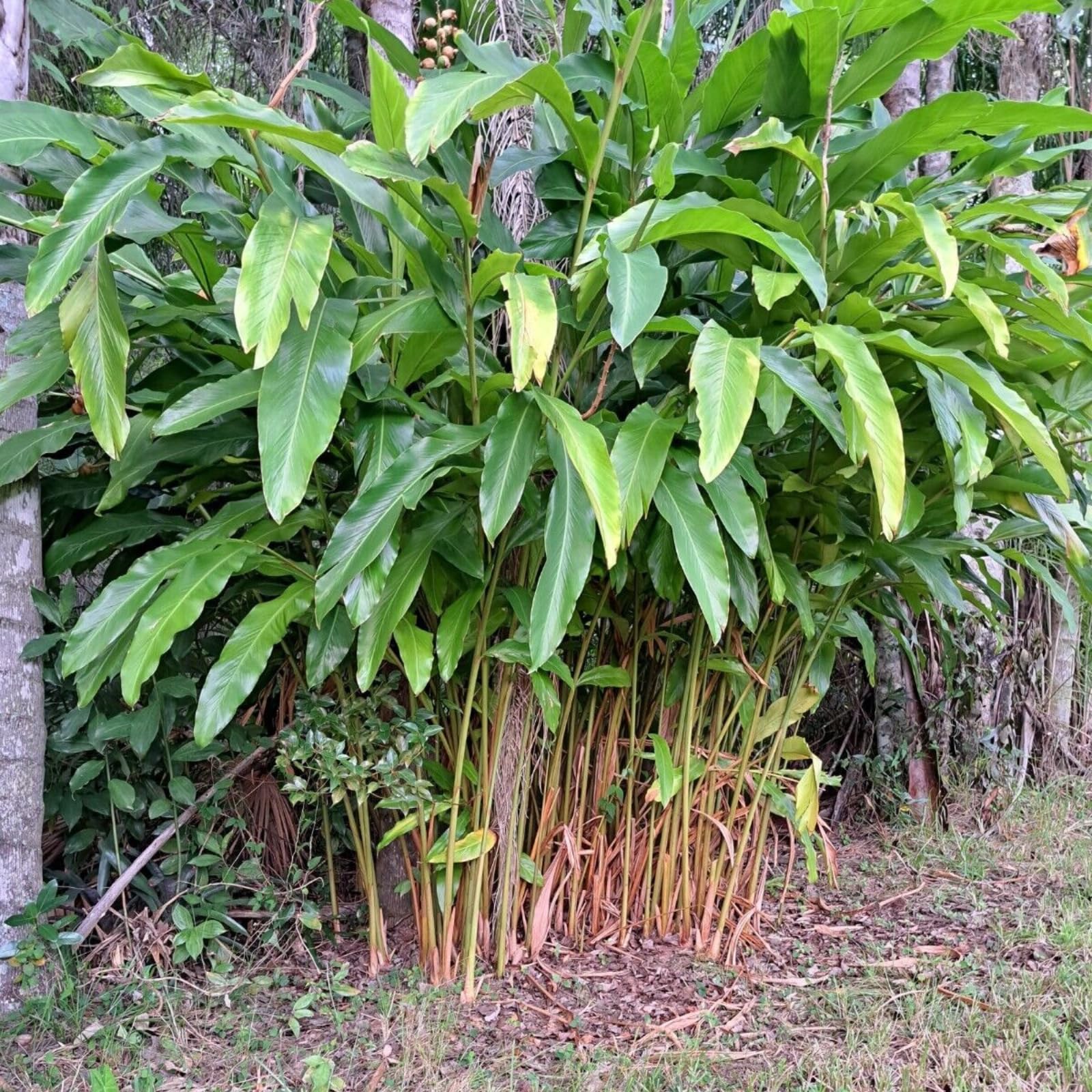 Live Plant Shell Ginger Lily Plant Live Rhizomes Alpinia Zerumbet