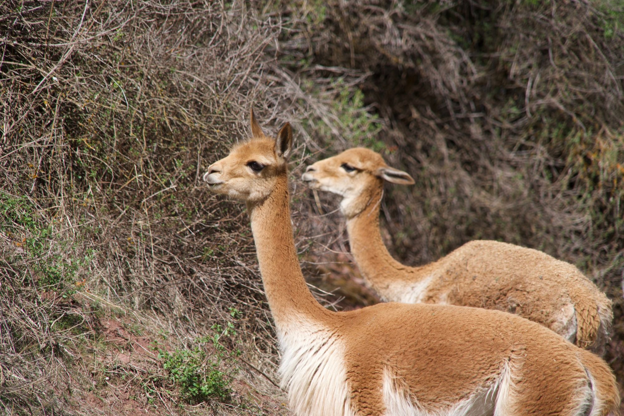 Reviving the Vicuña Long Now