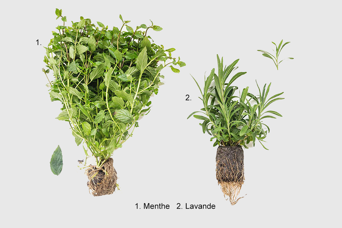 C’est quoi ma fine herbe surprise ? Un guide d’identification.