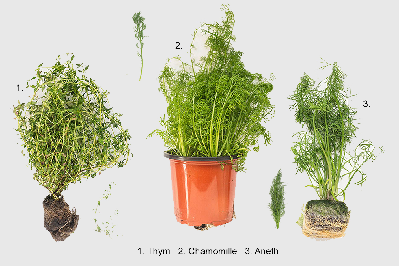 C’est quoi ma fine herbe surprise ? Un guide d’identification.