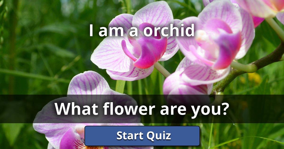 I am a orchid What Flower Are You? Lusorlab Quizzes