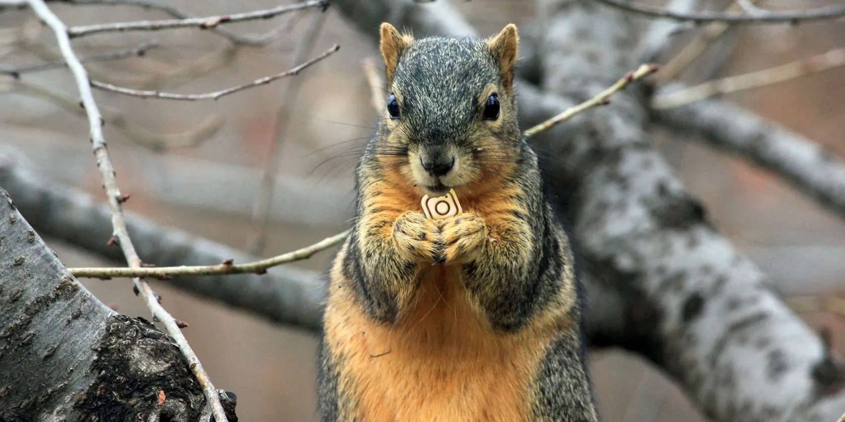 10 Cute Animal Instagram Accounts You Should Follow LaptrinhX