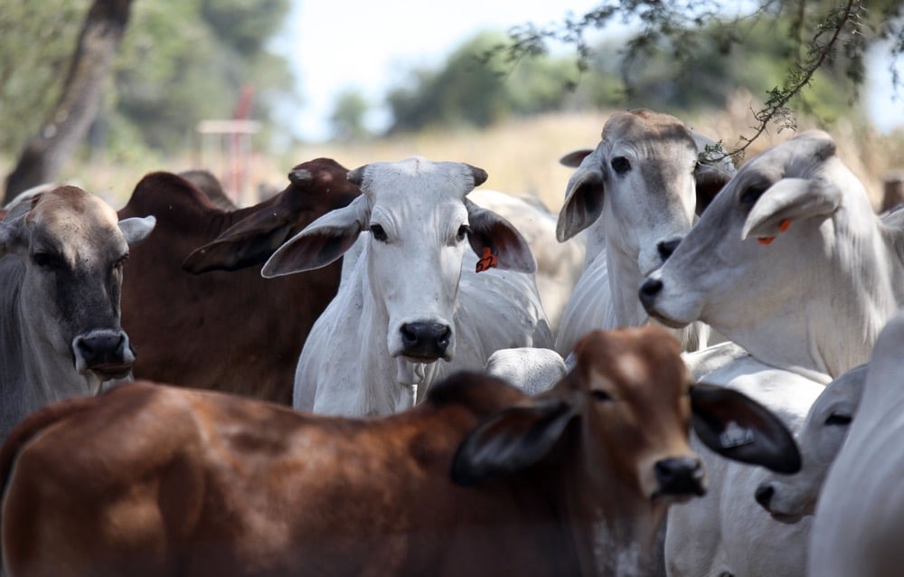 Zambian cattle herd grows, despite ticks, poachers
