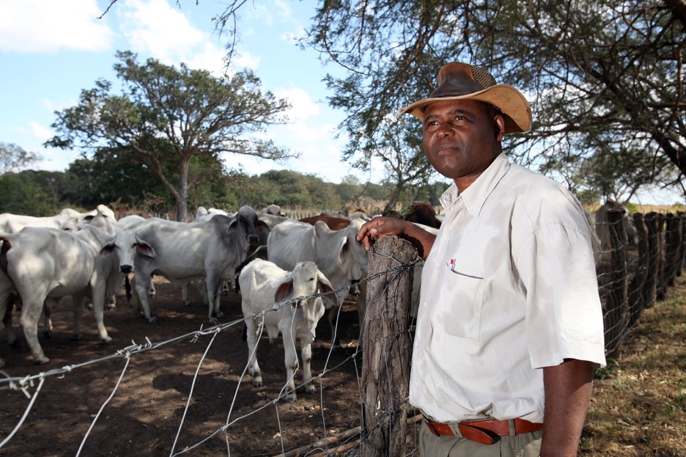 How Much Is A Baby Cow In Zambia at Lessie Jackson blog