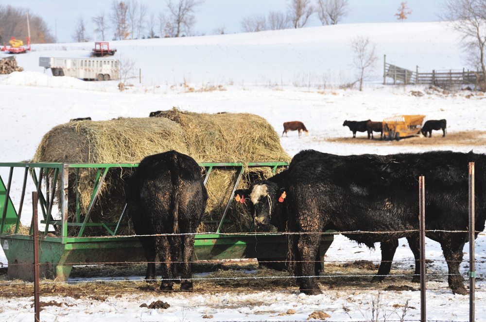 Manitoba Beef Producers still seeking carbon details Manitoba Cooperator