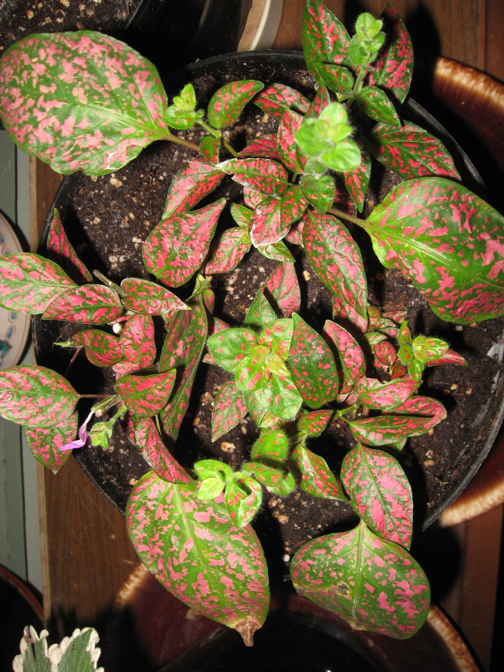 Propagating a polkadot plant Manitoba Cooperator