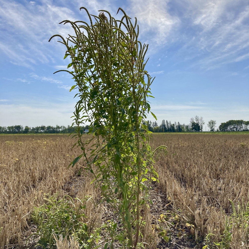 Getting the jump on wild boar in Manitoba Manitoba Cooperator