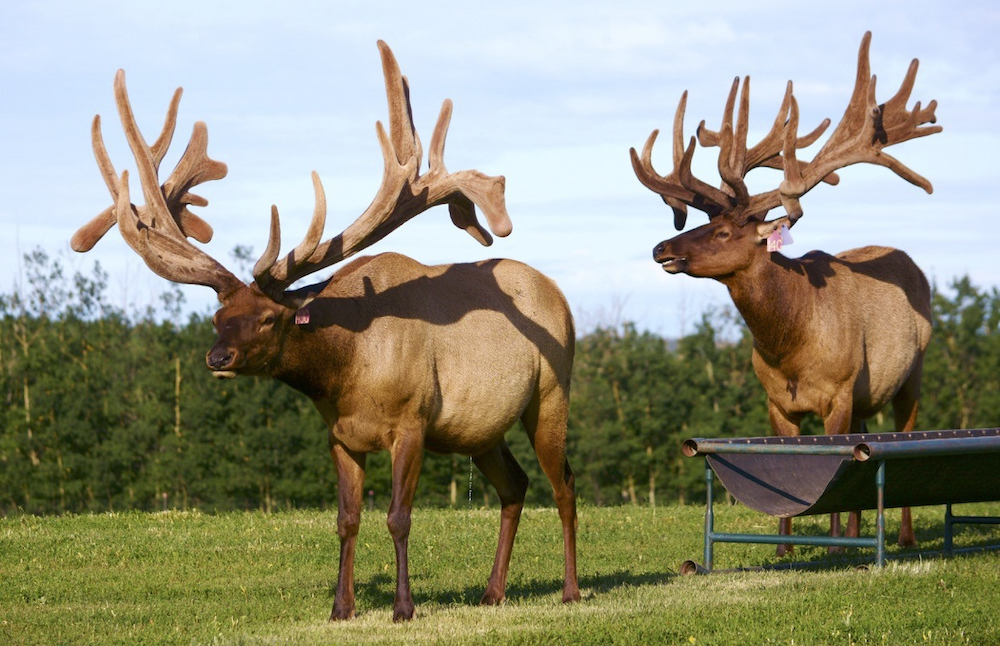 Government restrictions severely impact elk farm numbers in Manitoba