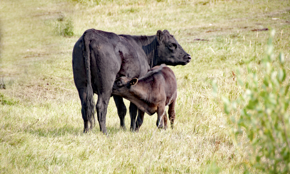 Weaning calves early isn’t normal but is an option when feed is short