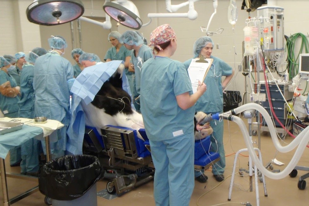 Saskatchewan's livestock vet loan plan expanded to bigger centres